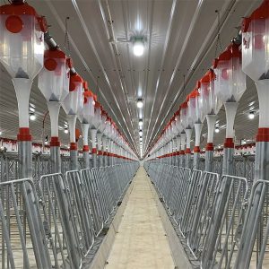 automatisk fôringssystem med grisediskkjede