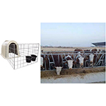 kvegfarm
